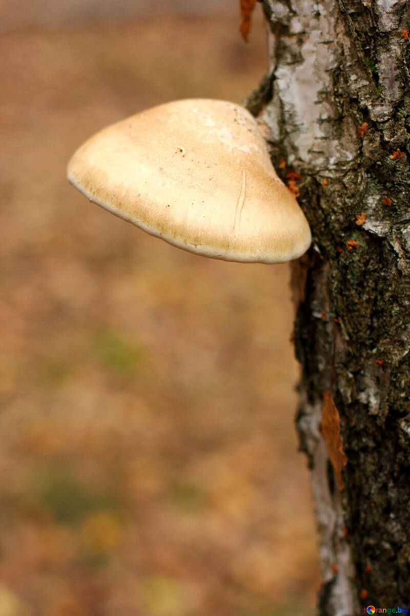 Mushroom on tree №50582