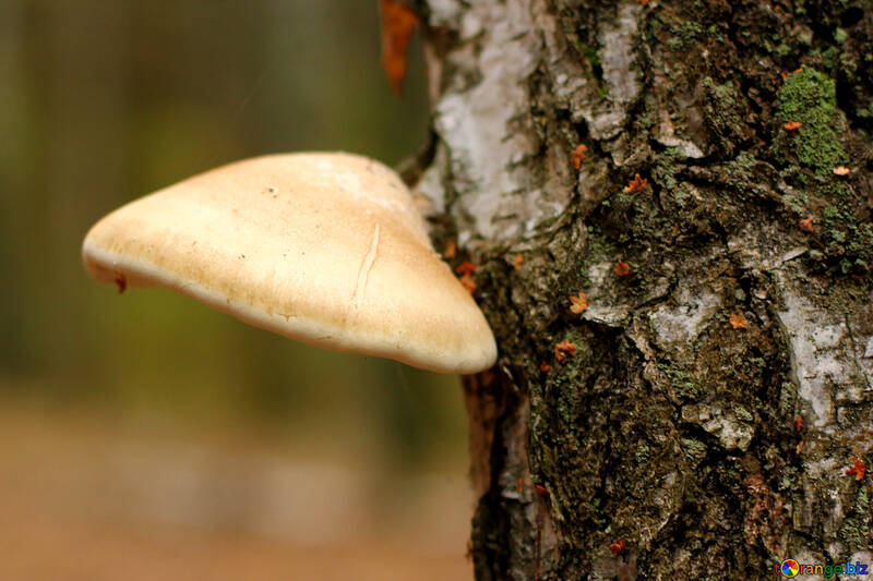 Pilz auf einem Baum №50583