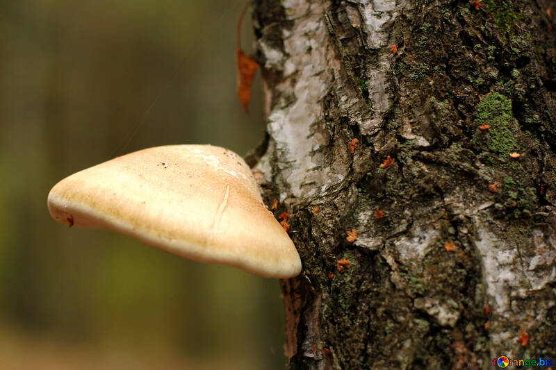 Un fungo su un albero №50584