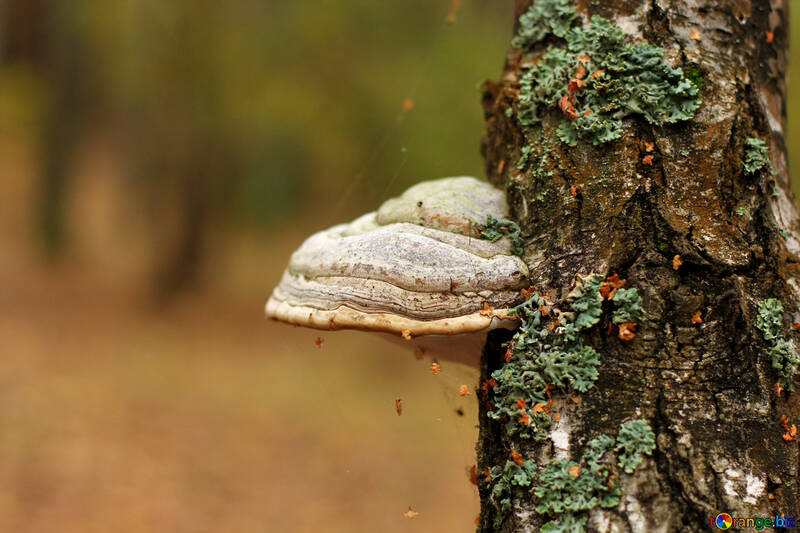 tree mushroom №50587