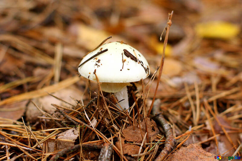 white mushroom in the grass №50591
