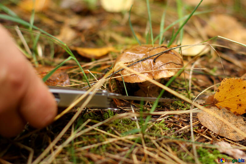 Finger and mushrooms in  grass and leaves №50604