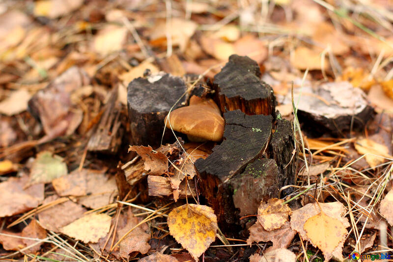 Fallen leaves and tree stump with mushrooms №50580