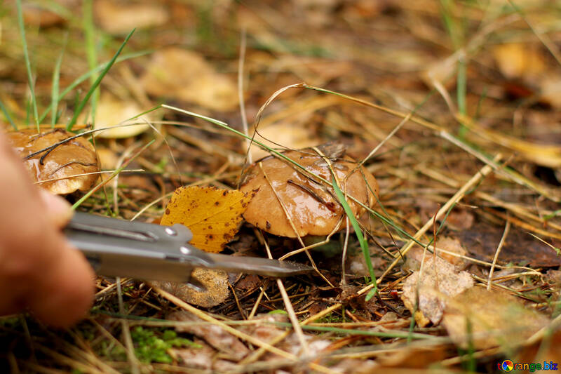 Une personne qui coupe des champignons en forêt №50606