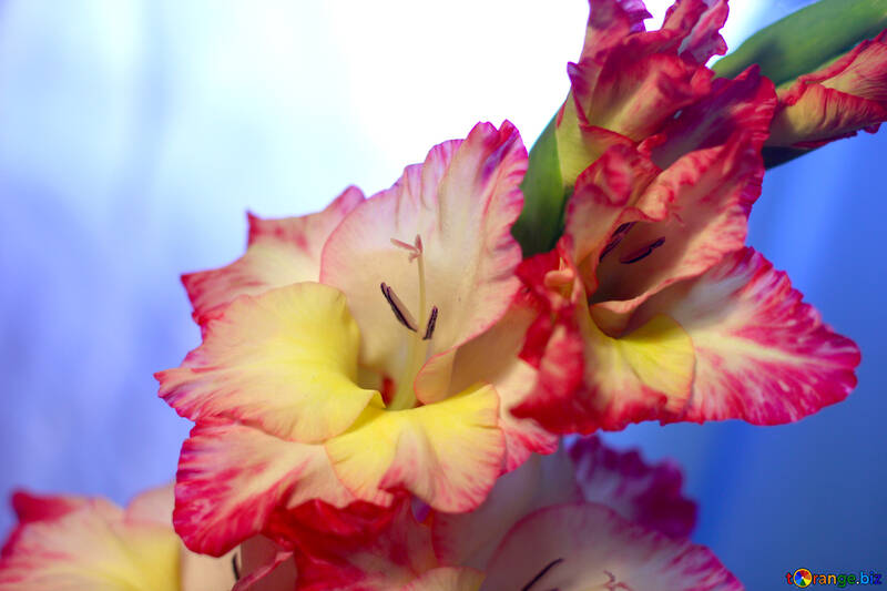 Flor de pétalas rosa variegada №50570