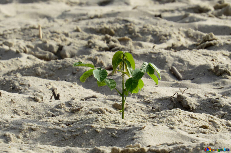 plant leaf in sand №50731