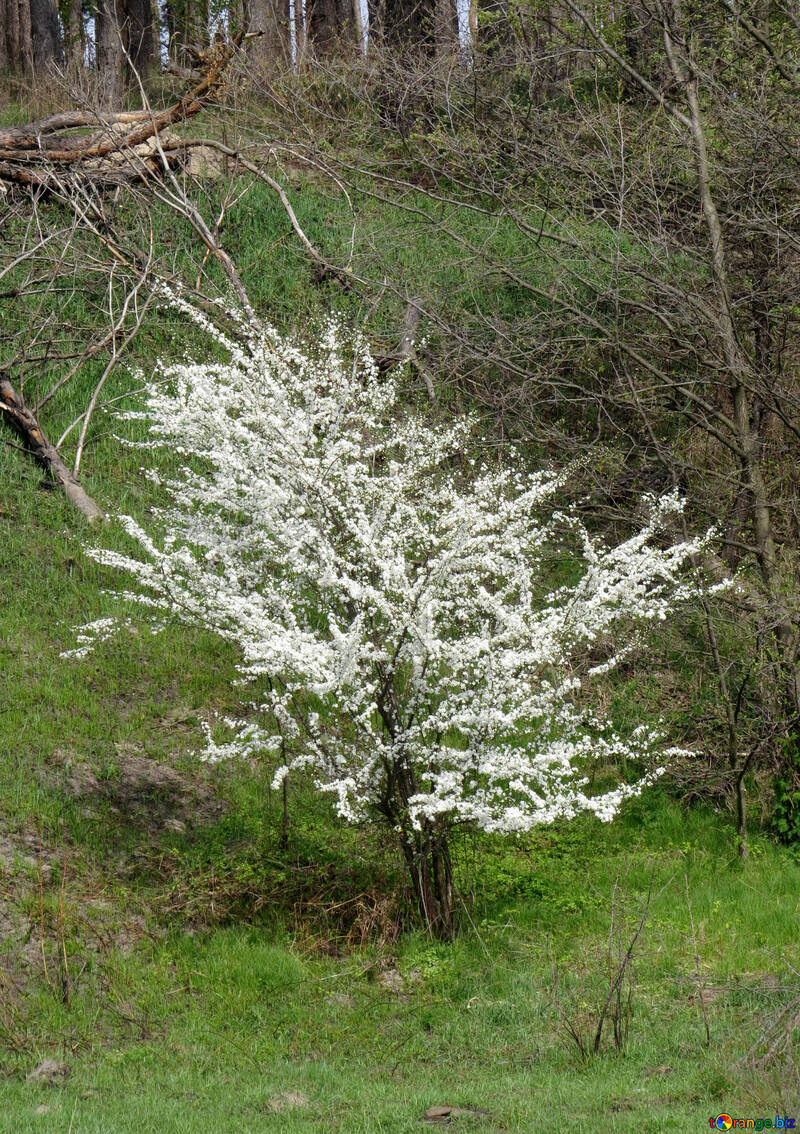 Bush Pflanzenbaum klein №50376