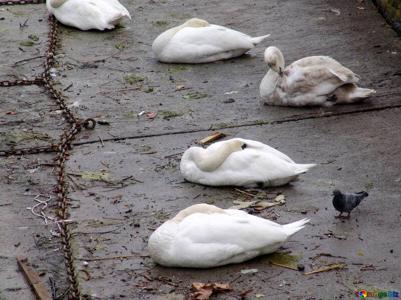 Cisnes duermen en el muelle №50067