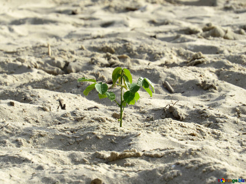 Petite plante entourée de sable et entourée de sable №50730