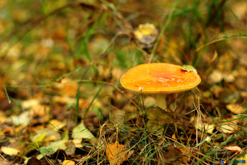 Лісові гриби - деяка трава з листям на землі №50601