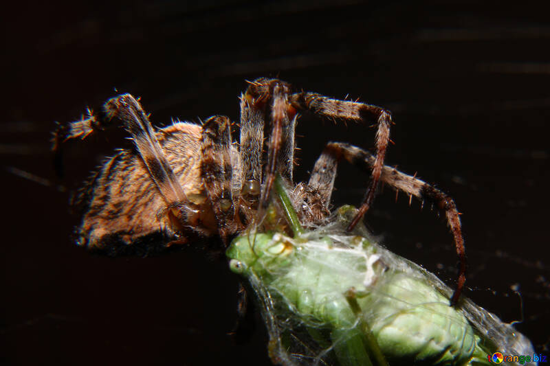 Una araña comiendo otro bicho. №50665