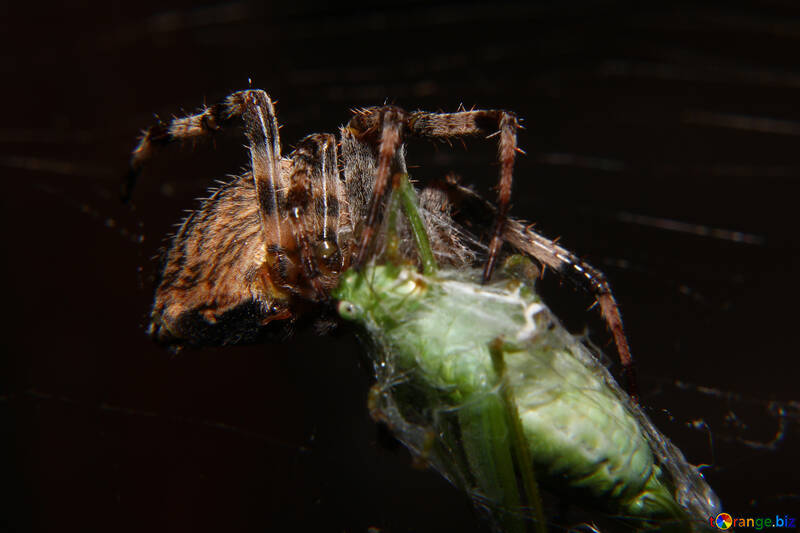 Araña comiendo insectos №50667
