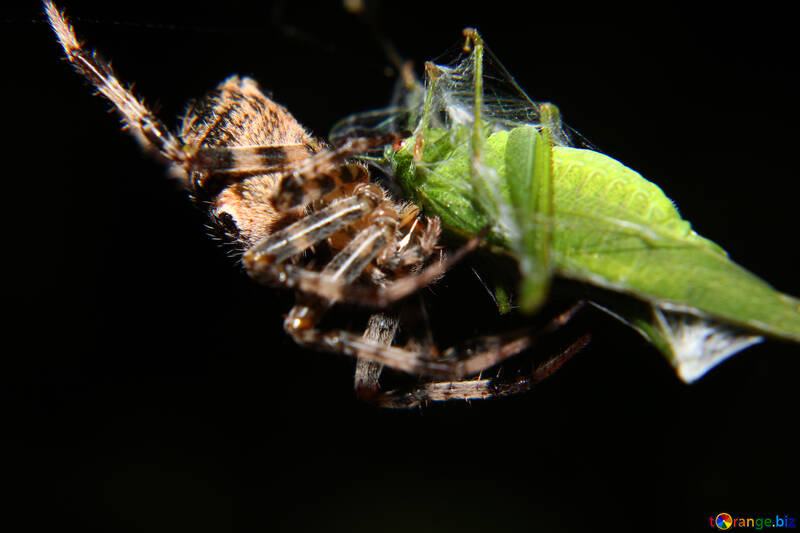 Araignée mange une sauterelle №50651