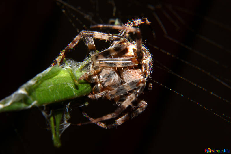 L`araignée mange des insectes №50660