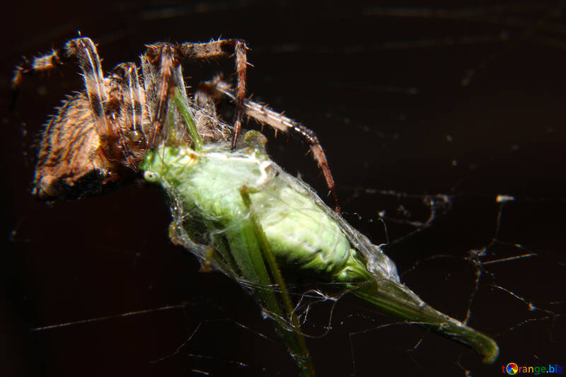 Insecte araignée №50666