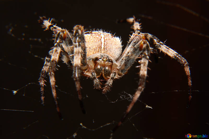 Spider №50655