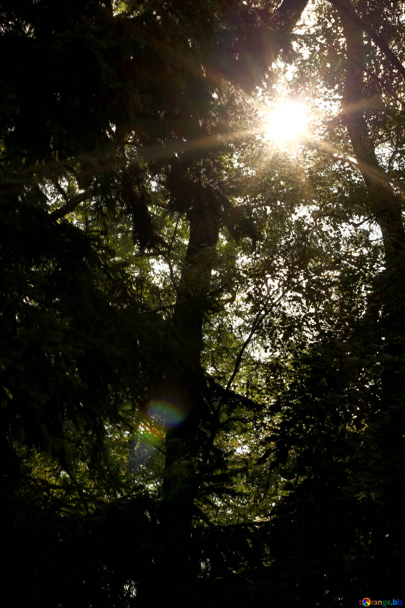 trees and sun №50947