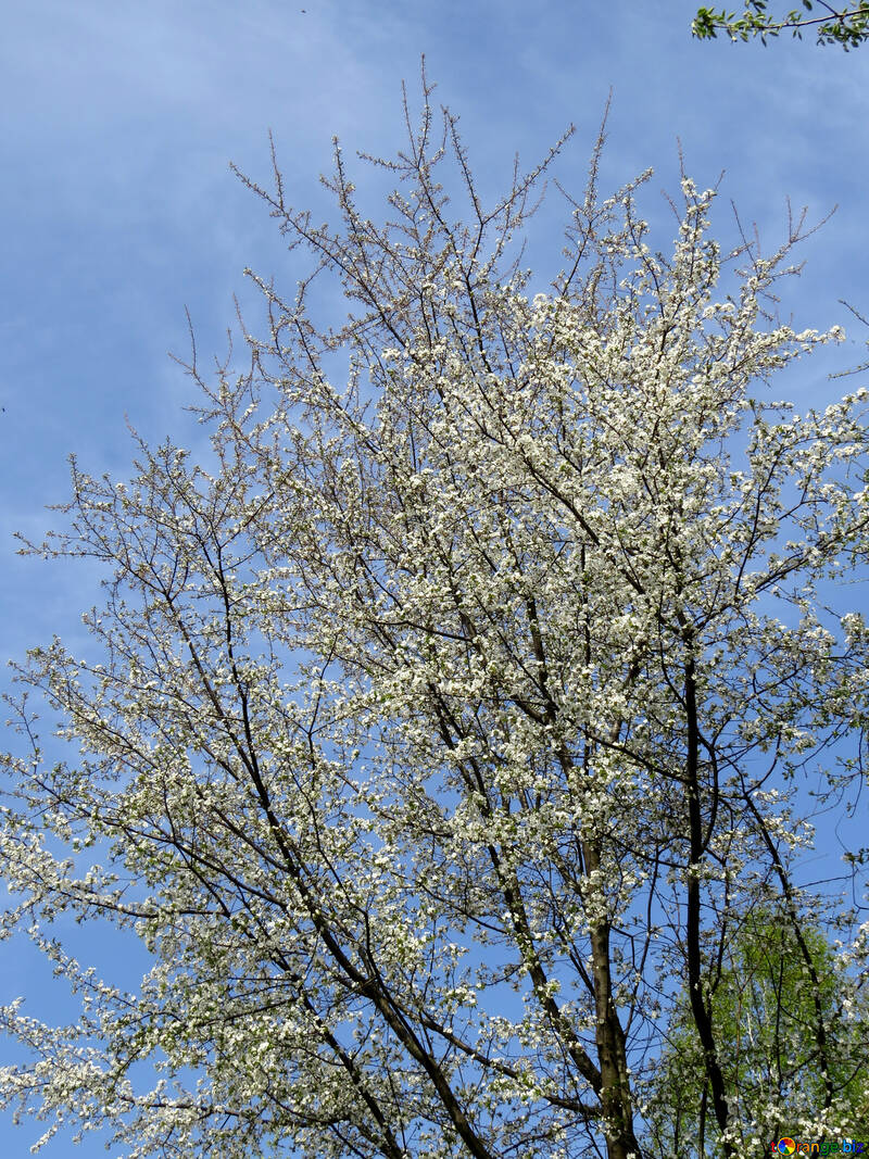 Spring tree №50371