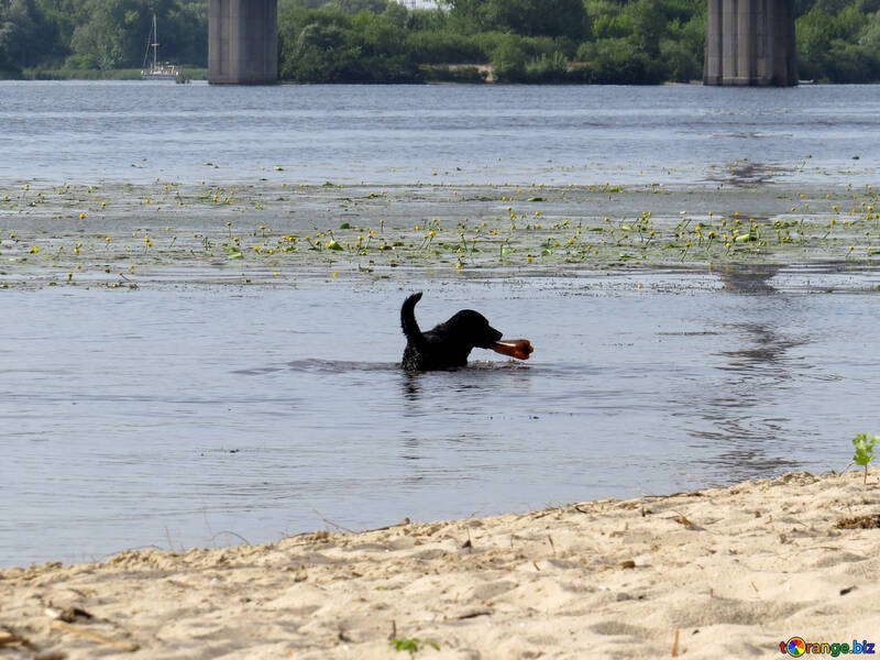 Собака вибірка на пляжі собака плавання у воді ставок commecial форми рециркуляції постачання №50669