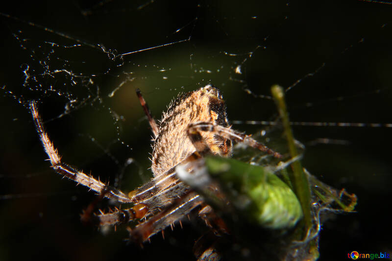 Spinne und Web №50668