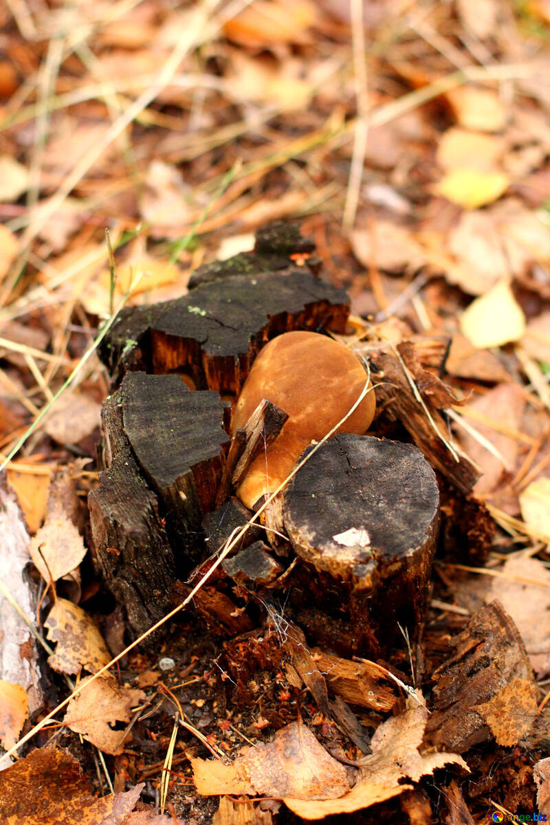 Wood and leaves in autumn tree stump №50578