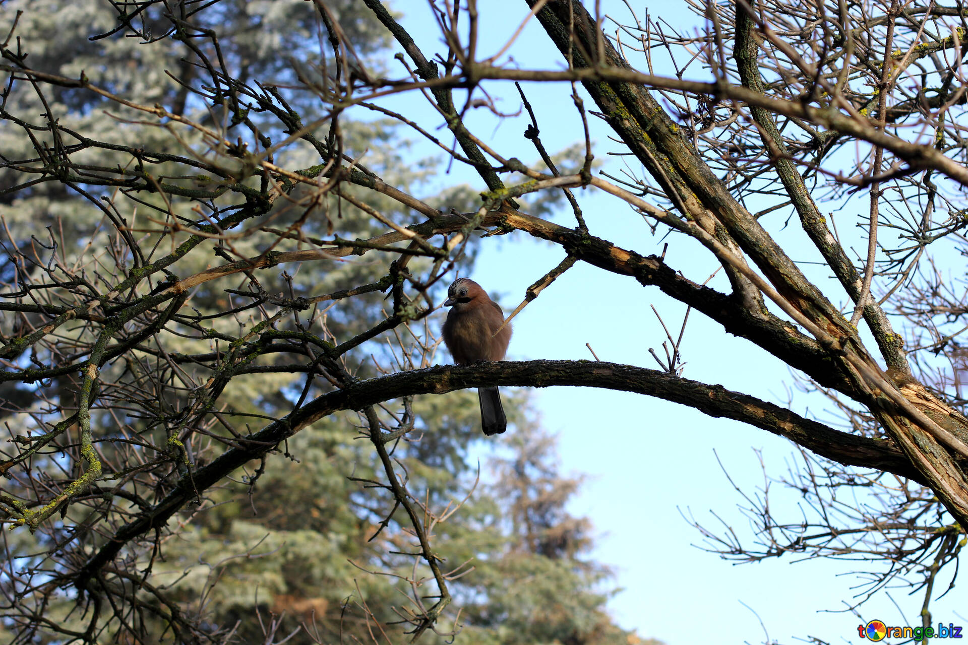 Сколько птиц сидит на дереве. Птичка сидит на дереве. Сойка сидит на дереве. Птица сидит на сосне. Картинка птицы сидит на дереве.