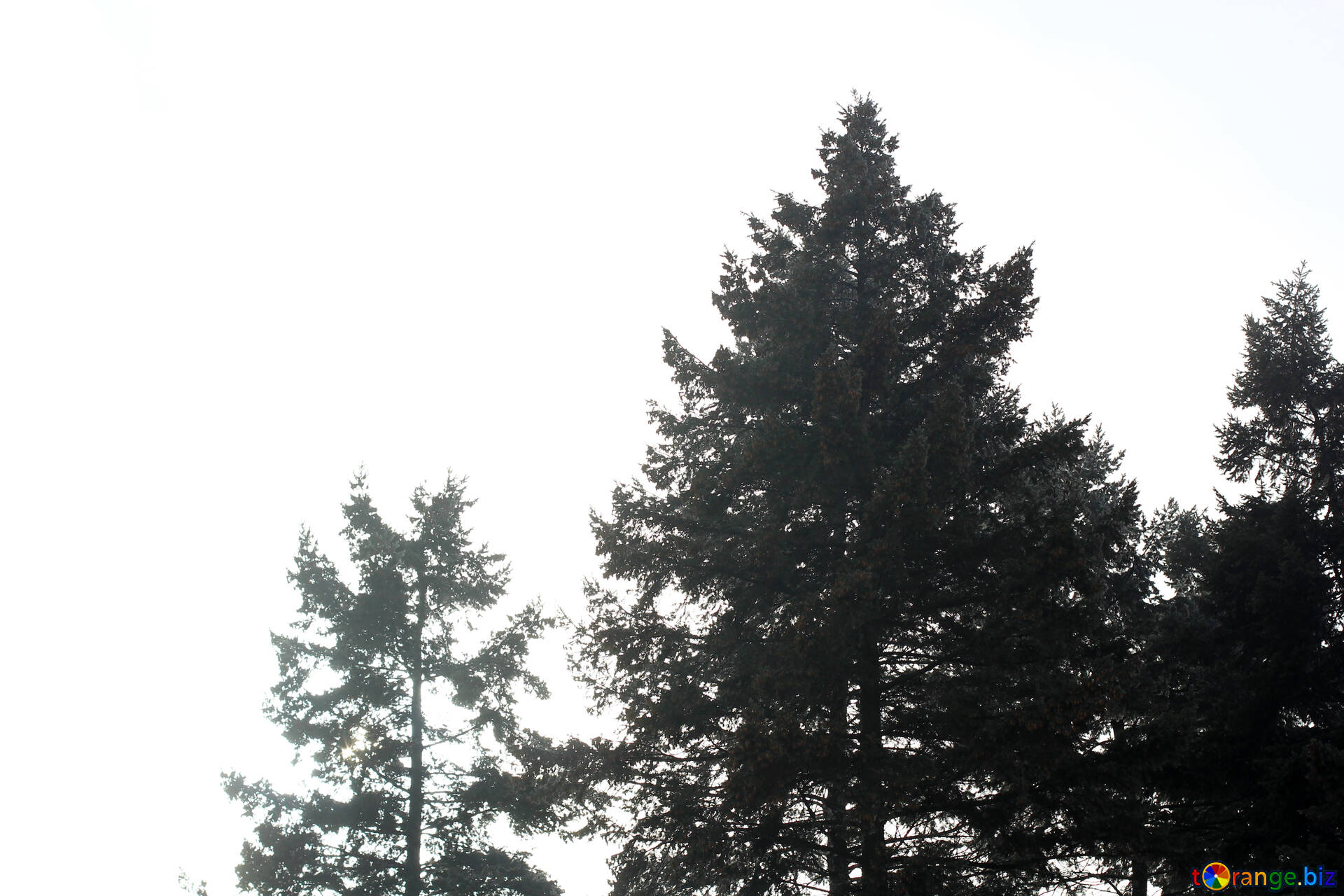 Floresta de coníferas foto imagem de árvore de natal em preto e branco  desbotada foto agulhas de pinheiro № 51396 