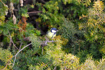 blue bird on pine tree №51403