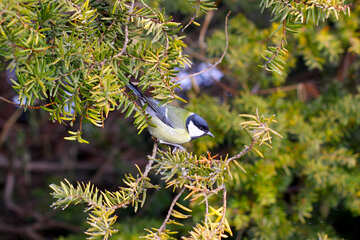 A bird on a branch №51401