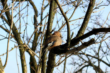 Oiseau sur les branches avec un ciel bleu à l`arrière №51412