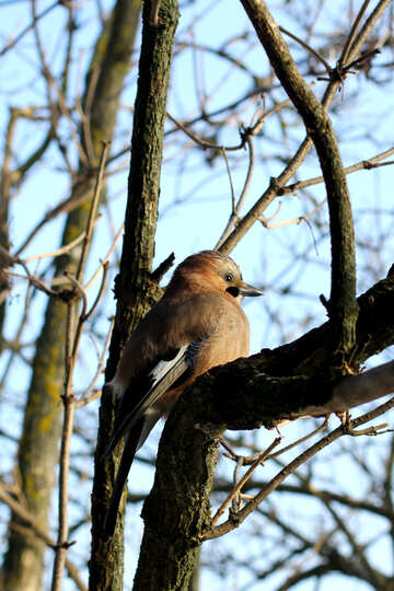 Un uccello seduto sull`albero №51415