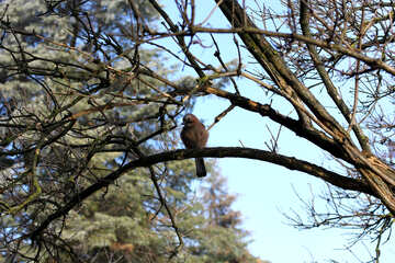 Pájaro sentado en el árbol №51423