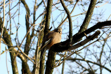 bird sitting on tree branch №51409