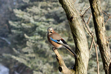 bird sitting on a tree branch №51420