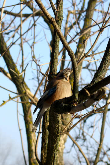Oiseau sur arbre №51407