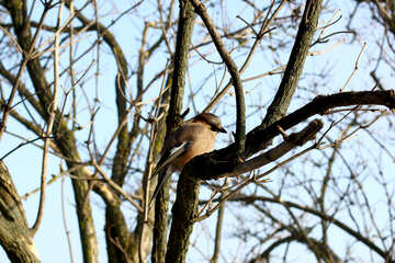 Uccello nell`albero №51410