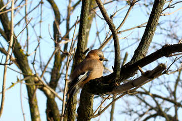 Uccello in un albero №51413
