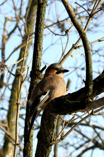 Un uccello in un albero №51414
