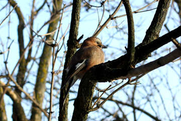 Oiseau sur arbre №51416
