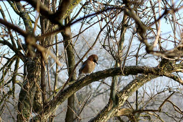 Oiseau sur un arbre №51418