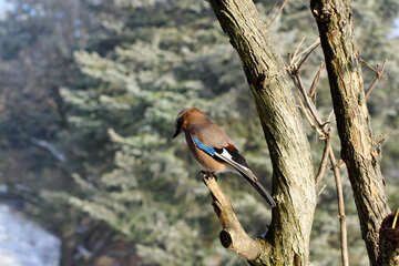Bird on tree №51422