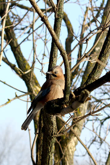 Oiseau dans un arbre №51406