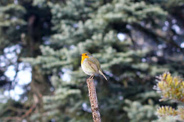 Ein Vogel in einem Baum №51390