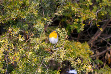 A bird on  tree №51385