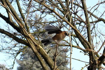 bird in trees flying №51405