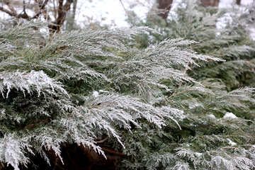 Branches de neige №51329