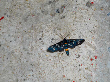 Papillon ou papillon №51312