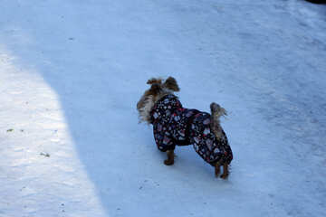 雪の中の小さな犬 №51503