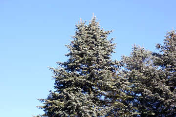 Дерева вічнозелені і небо №51494