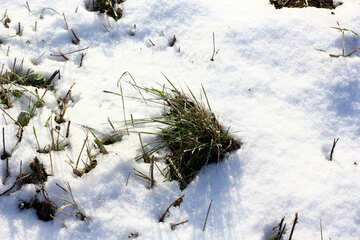 Neve neve erba in un campo di №51443